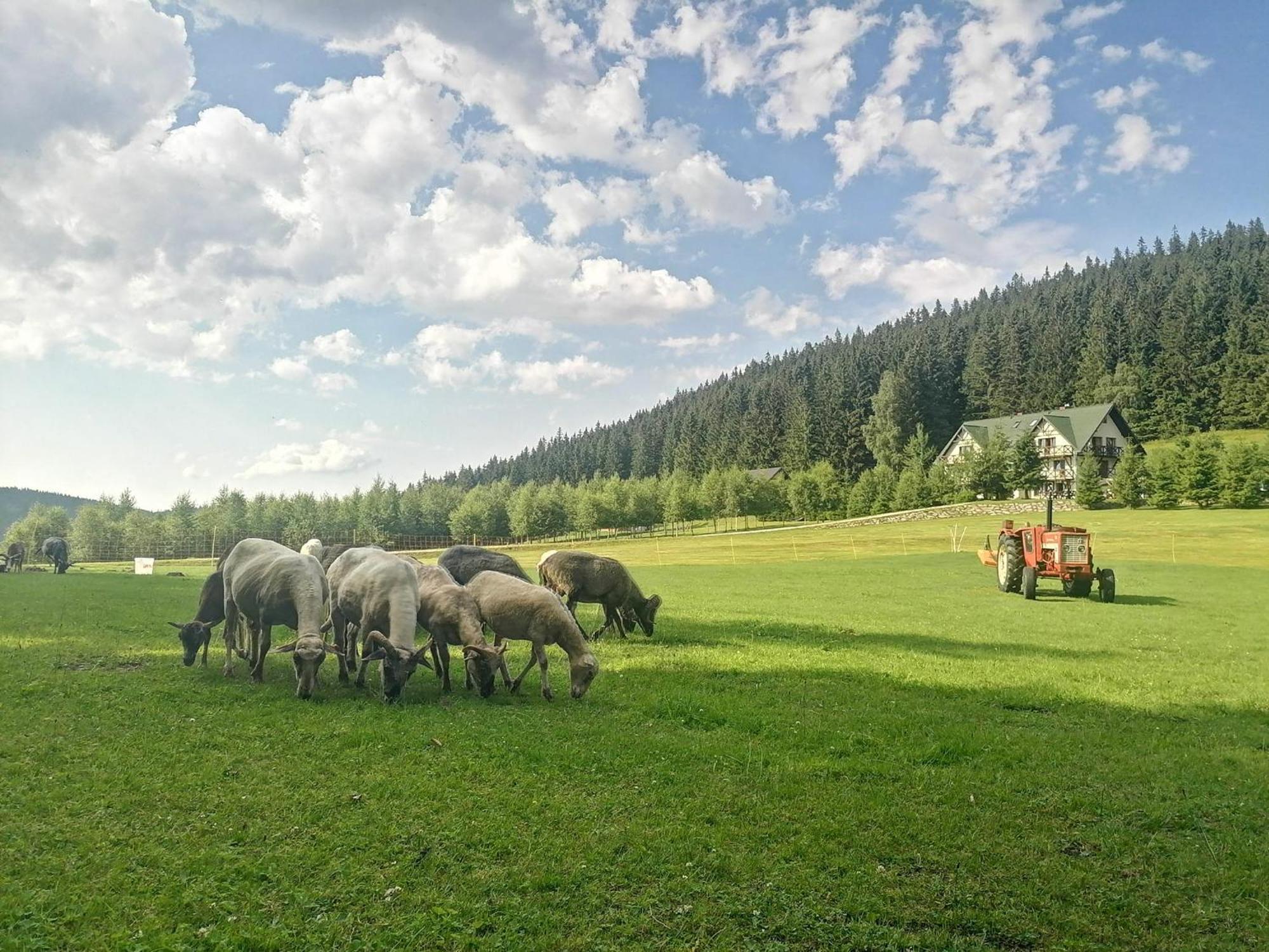 Gosciniec Janowa Gora - Agroturystyka Stronie Śląskie Oda fotoğraf